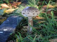 Parasol Fungi: Click to enlarge